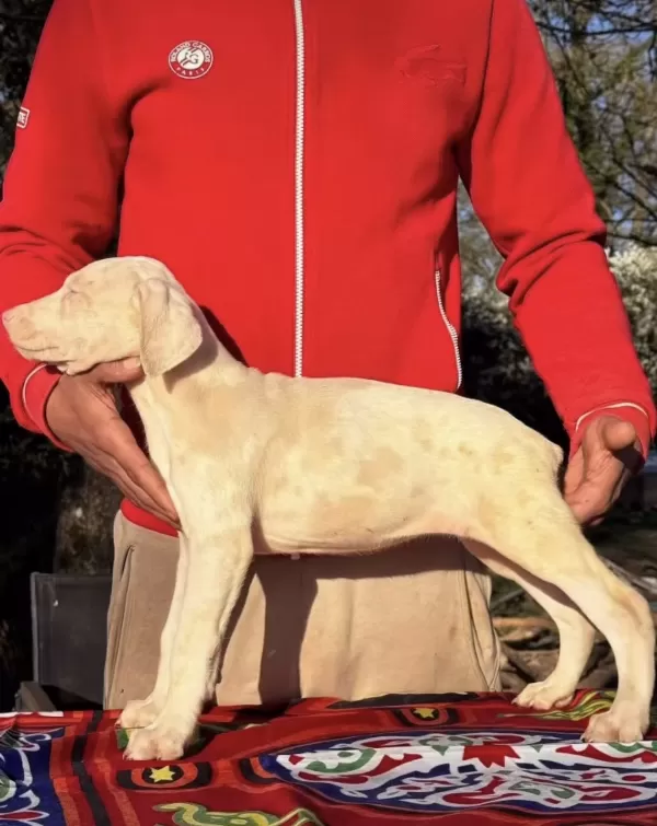 Türkiye’de Ilk Ve Tek Özel Renk Dobermanlar