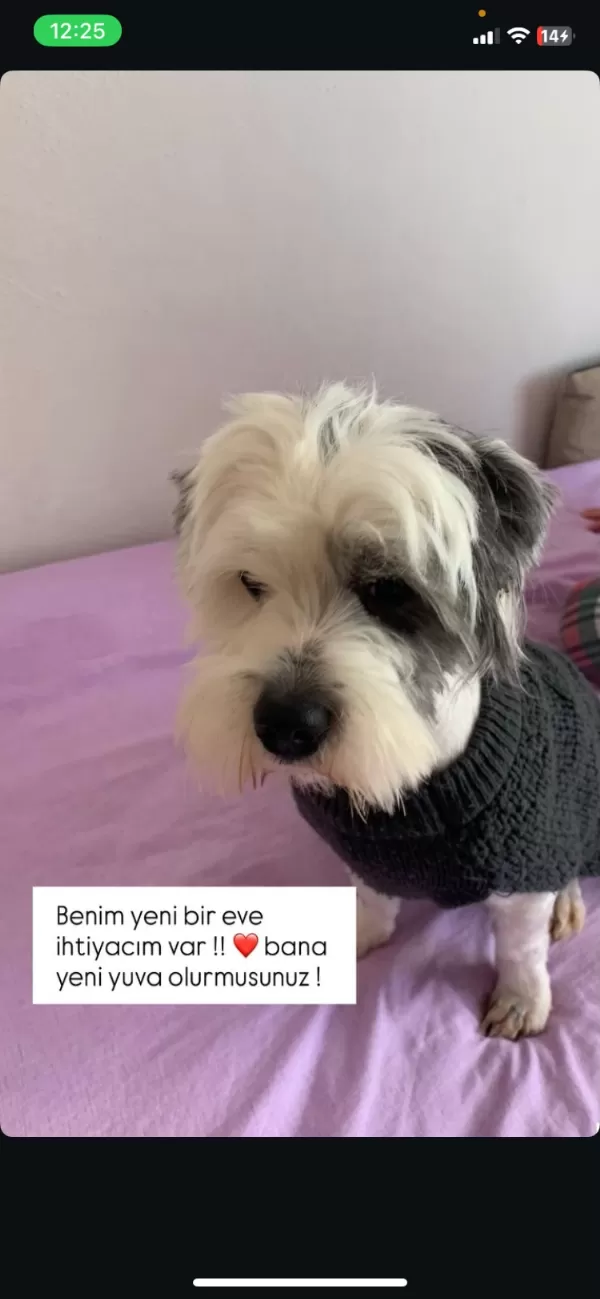 Barinaktan Çıkarıldım Çok Acil Yuvam Olur Musunuz?