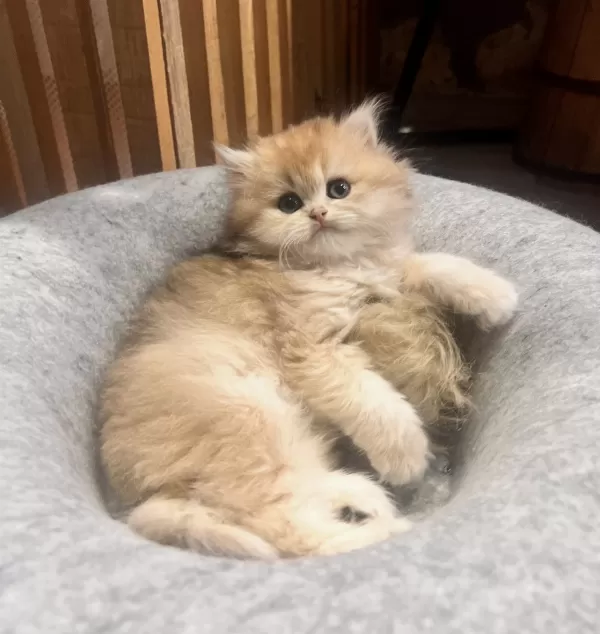 Saf Kan Şecereli Golden British Longhair (Wcf Kayıtlı)