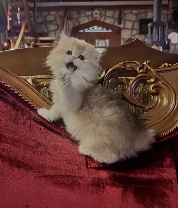 Saf Kan Şecereli Golden British Longhair (Wcf Kayıtlı)
