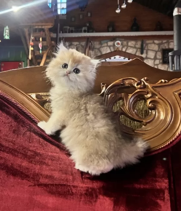 Saf Kan Şecereli Golden British Longhair (Wcf Kayıtlı)