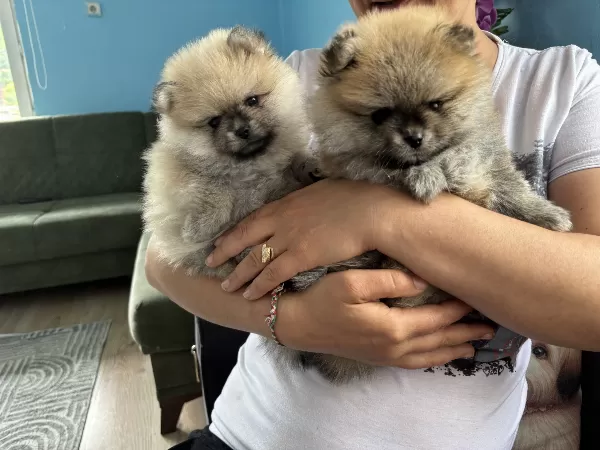 2 Aylık Pomerian Boo Basık Burun