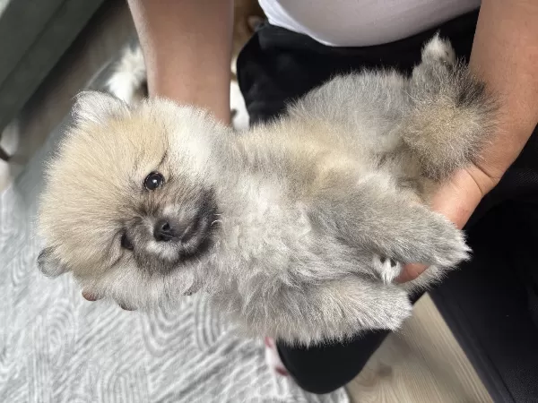 2 Aylık Pomerian Boo Basık Burun