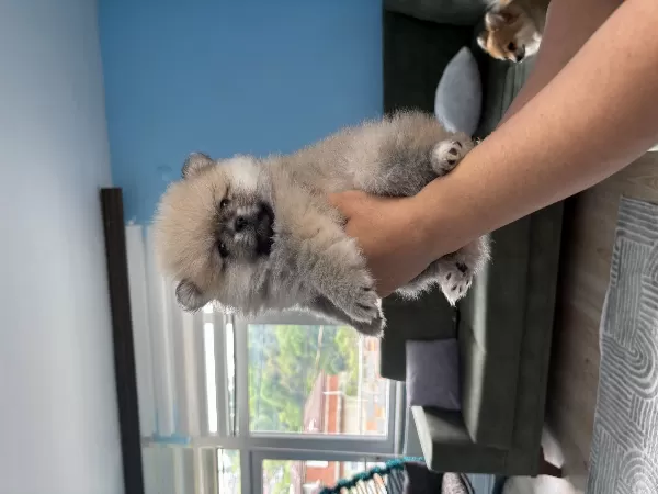 2 Aylık Pomerian Boo Basık Burun