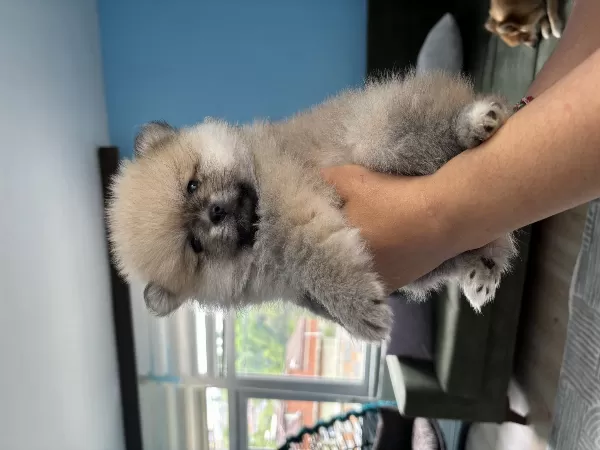 2 Aylık Pomerian Boo Basık Burun