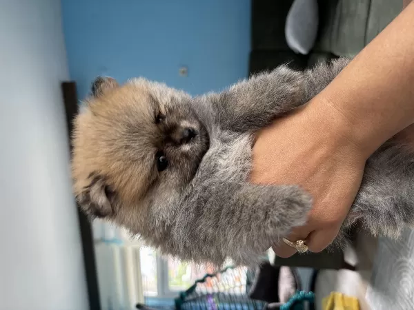 2 Aylık Pomerian Boo Basık Burun