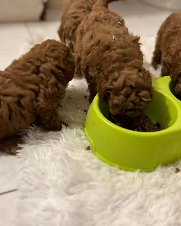 Toy Poodle Özel Yavrular