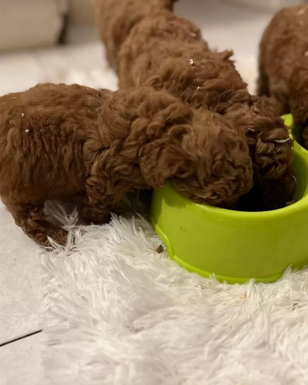 Toy Poodle Özel Yavrular