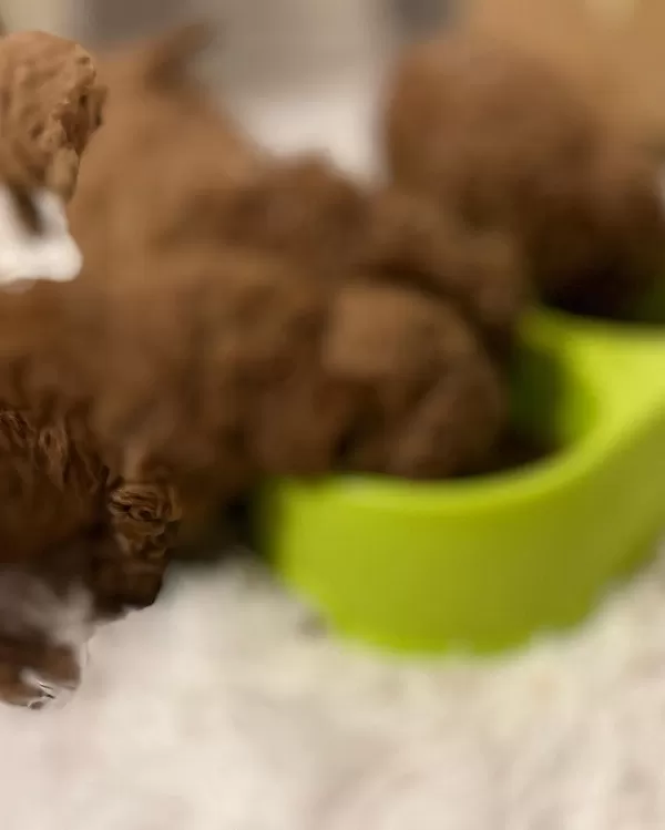 Toy Poodle Özel Yavrular