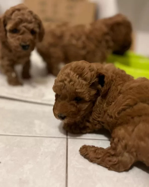 Koyu Renk Toy Poodle Yavruları
