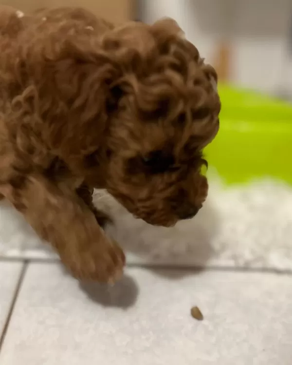 Koyu Renk Toy Poodle Yavruları