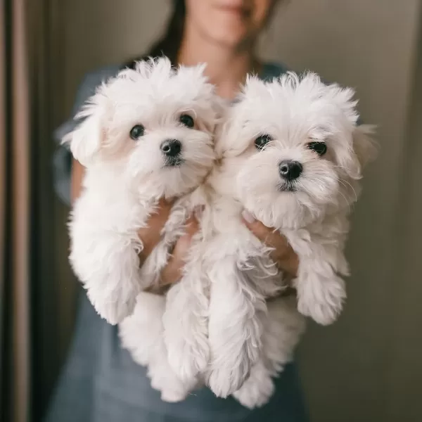 0 Numara Maltese Yavruları