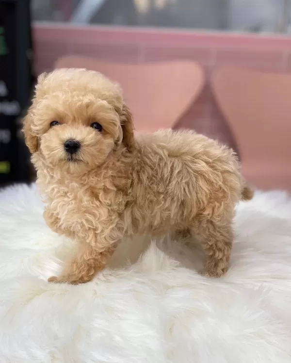 F2 Maltipoo Yavruları