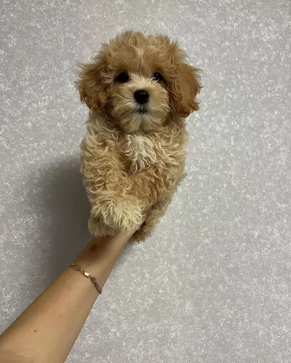 Toy Poodle Kalitesinde Maltipoo Yavruları