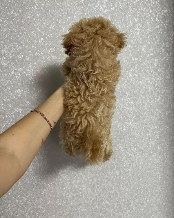 Toy Poodle Kalitesinde Maltipoo Yavruları