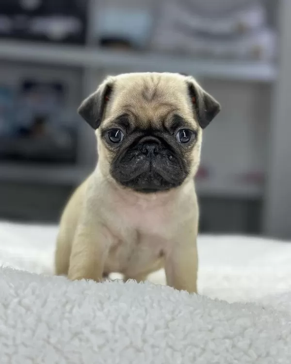 Irk Garantili Pug Yavruları