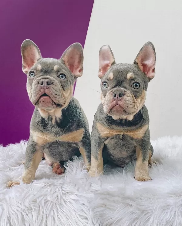 Exotic French Bulldog Yavruları