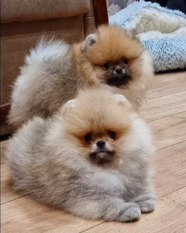 Teddy Bear Pomeranian Yavruları