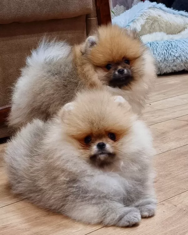 Teddy Bear Pomeranian Yavruları