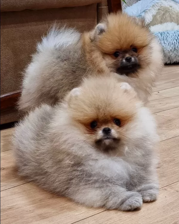 Teddy Bear Pomeranian Yavruları