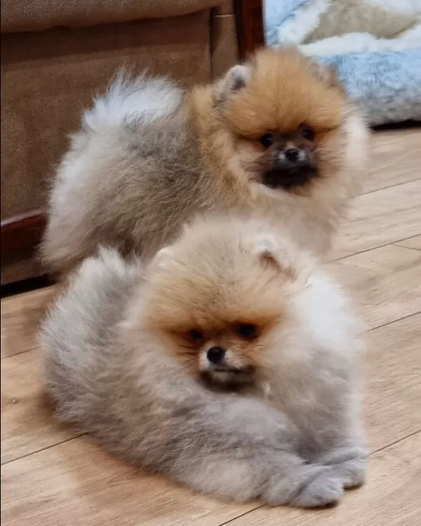 Teddy Bear Pomeranian Yavruları