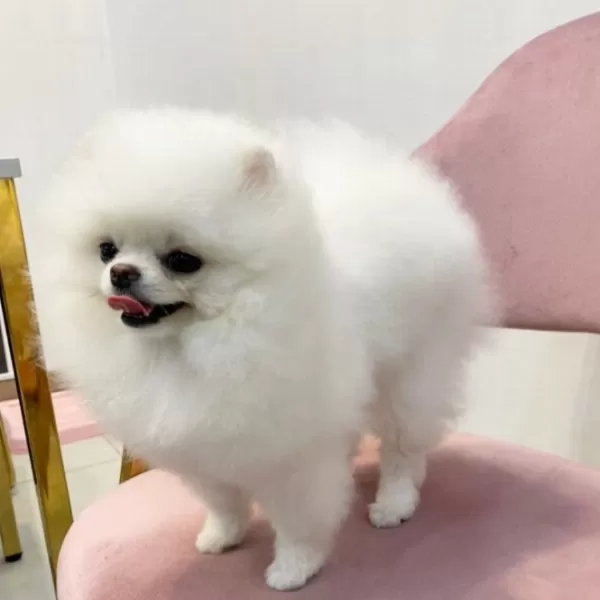 Ayı Surat Pomeranian Boo Yavruları
