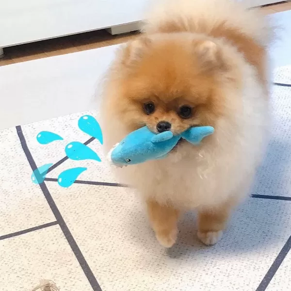 Ayı Surat Pomeranian Boo Yavruları
