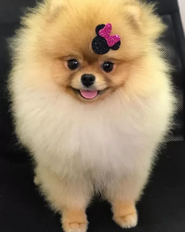 Ayı Surat Pomeranian Boo Yavruları