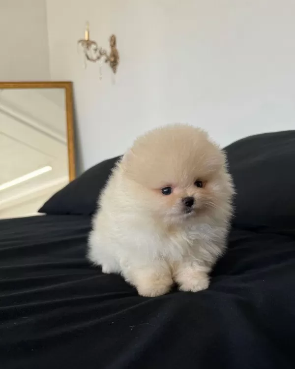Teddy Bear Pomeranian Boo Yavruları
