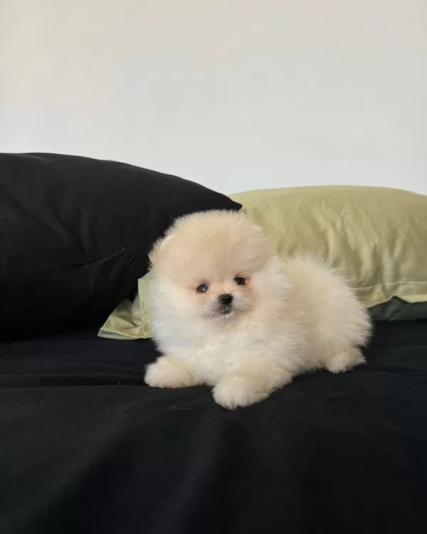 Teddy Bear Pomeranian Boo Yavruları