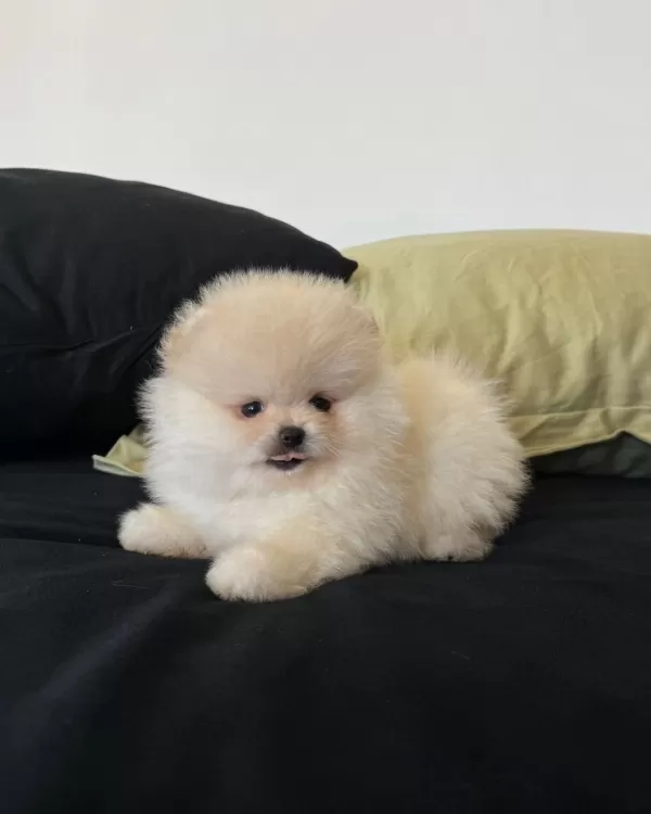 Teddy Bear Pomeranian Boo Yavruları