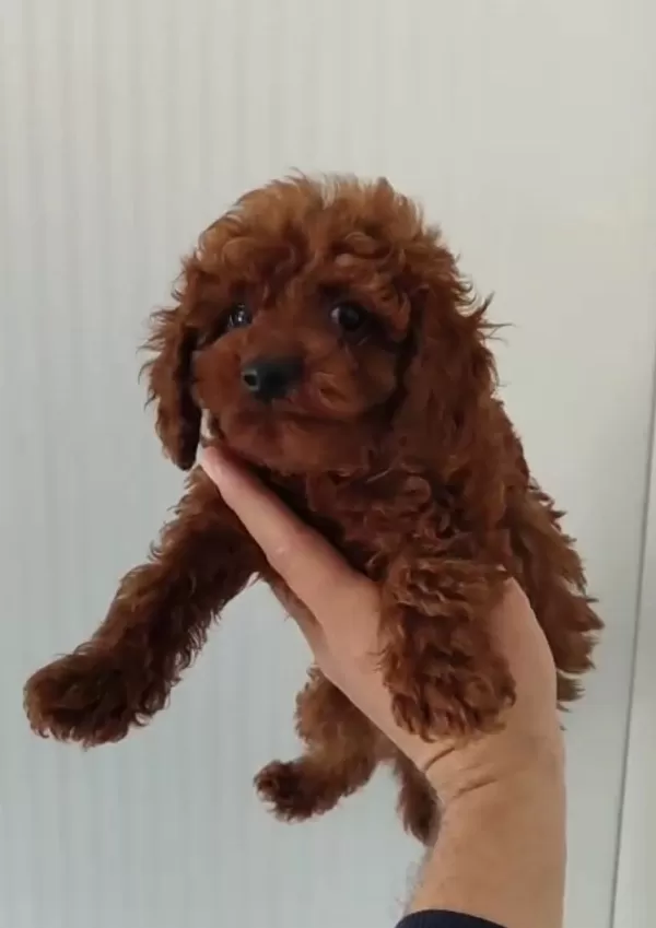 Poodle Erkekler....