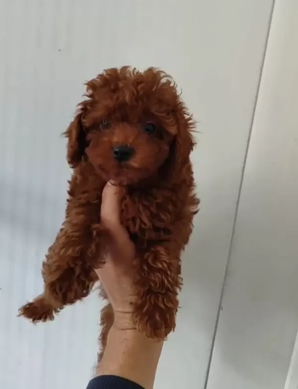 Poodle Erkekler....