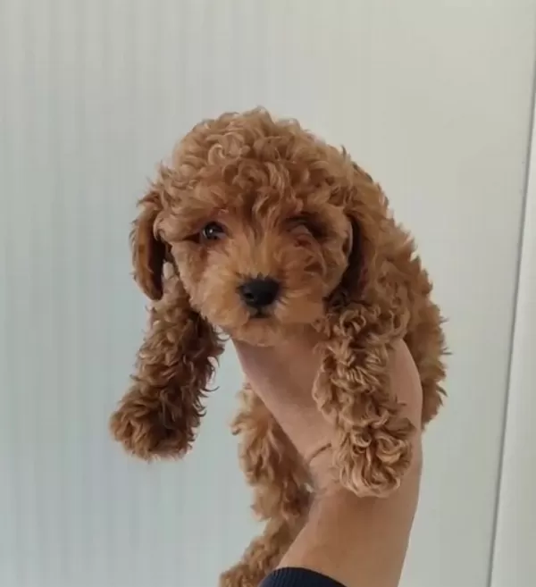Poodle Erkekler....