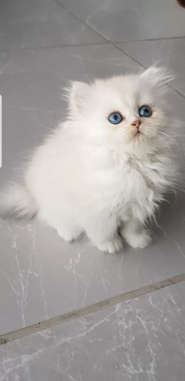 British  Longhair  Silver