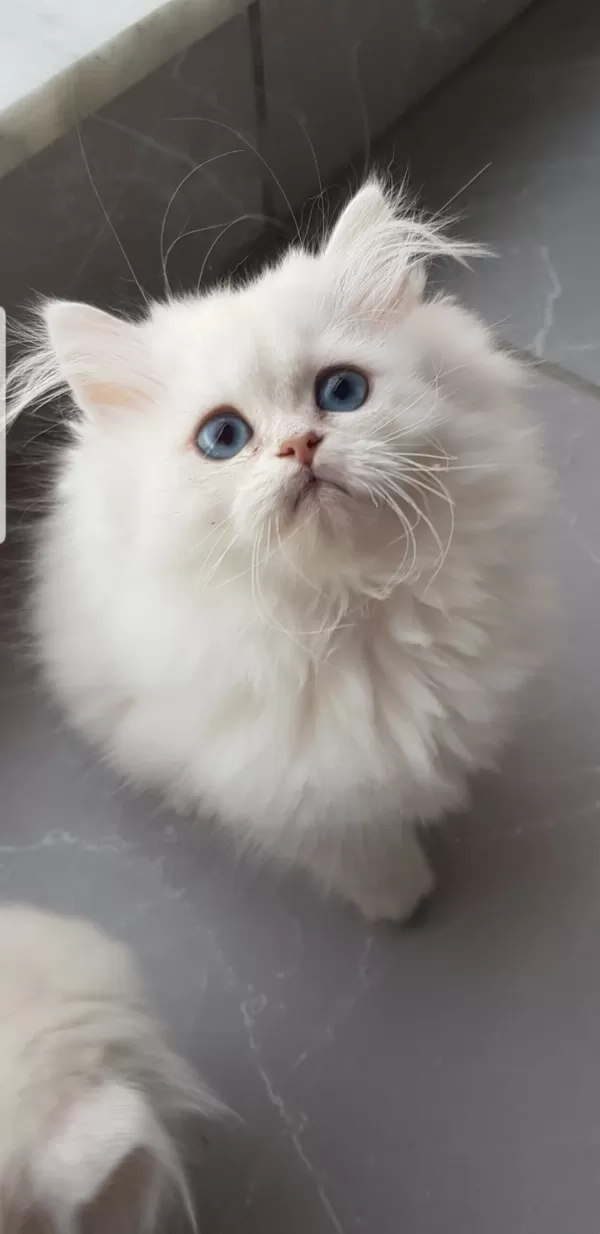 British  Longhair  Silver