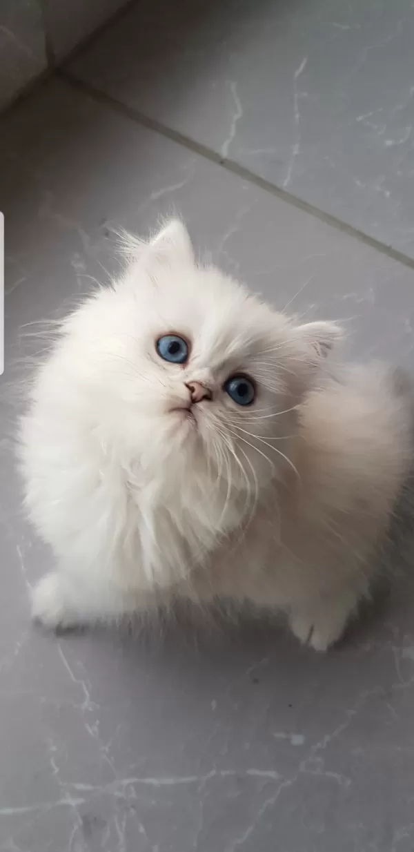 British  Longhair  Silver