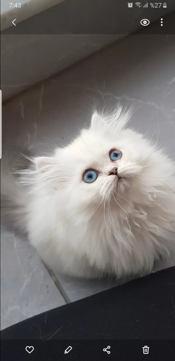 British  Longhair  Silver