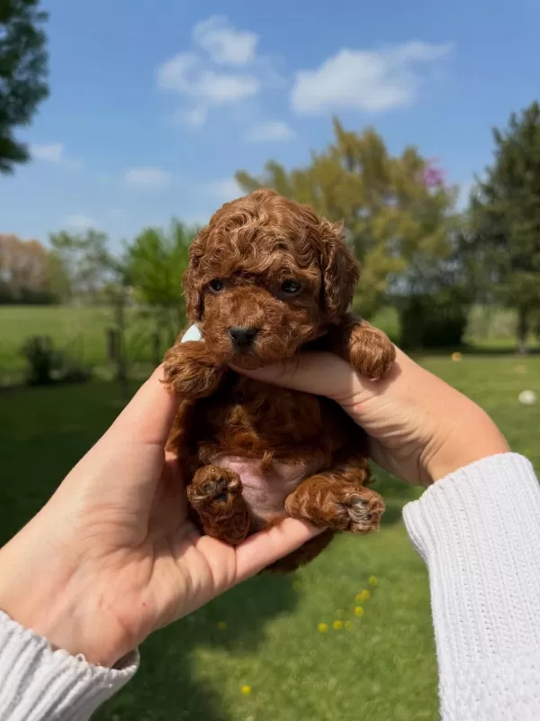 Toy Poodle Yavruları