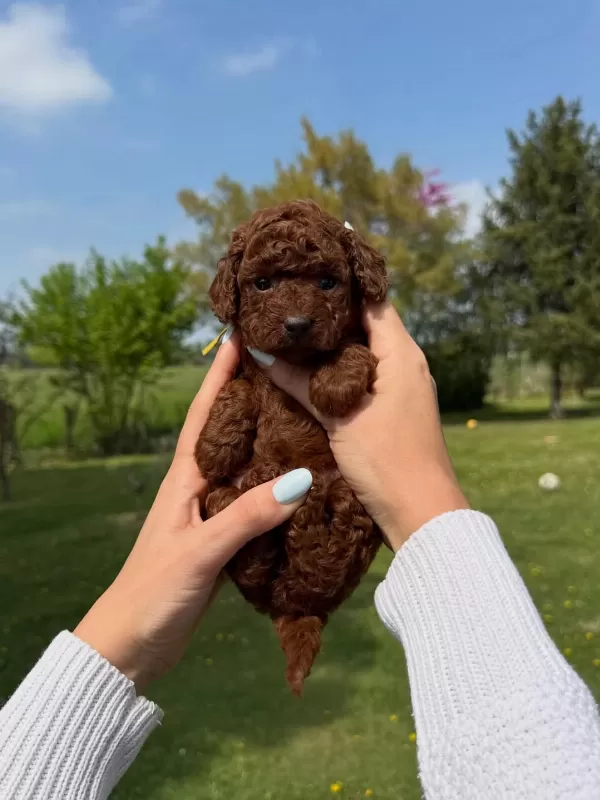 Toy Poodle Yavruları