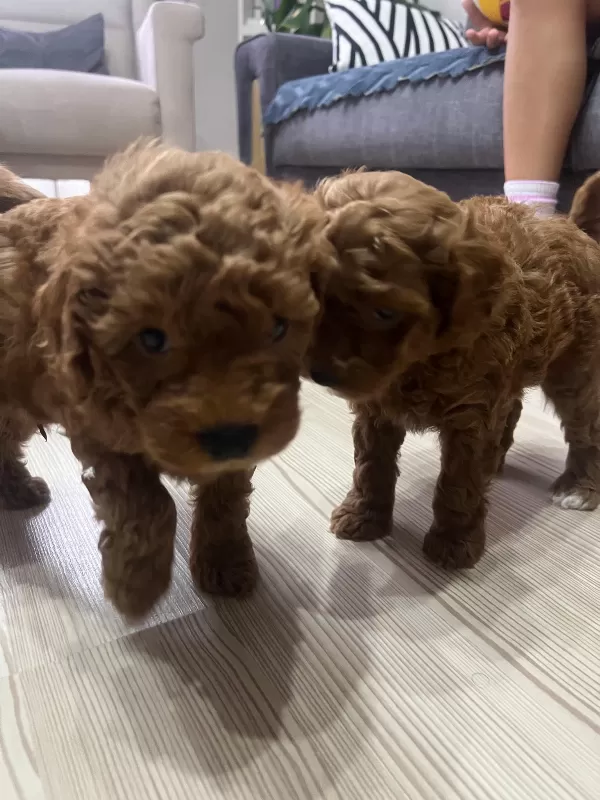 Toy Poodle Red Brown