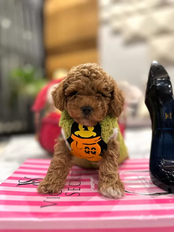 A Kalite Safkan Poodle Lar