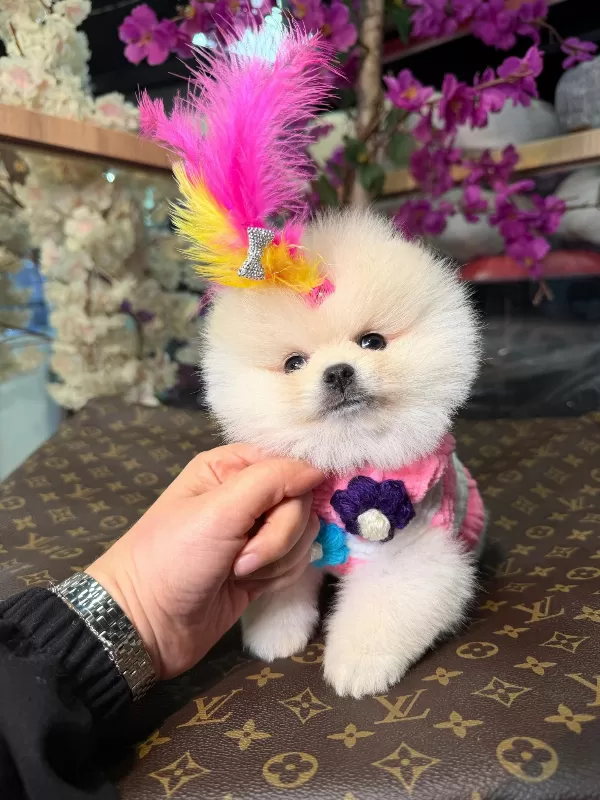 Sevimli Ve Oyuncu Pomeranian Yavruları