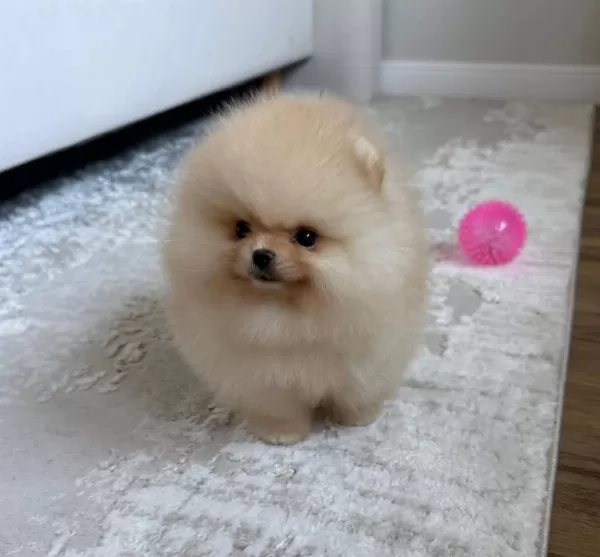 Sevimli Pomeranian Boo Yavrular