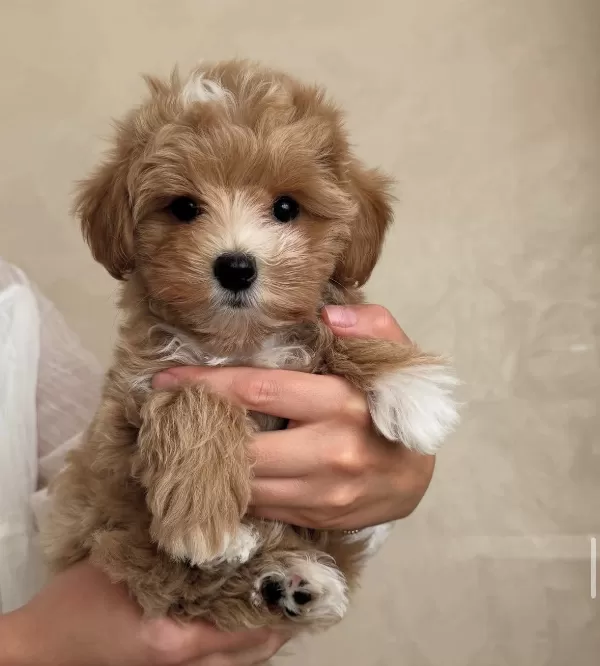 Sağlıklı Ve Neşeli Maltipoo Yavruları