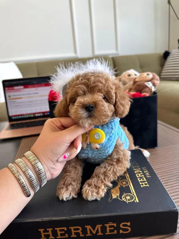 Birbirinden Güzel Maltipoo Yavrularımız