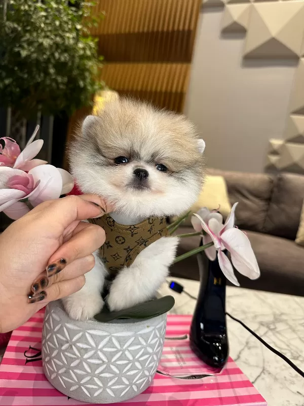 Pomeranian Boo Yeni Yuvasına Gitmeye Hazır