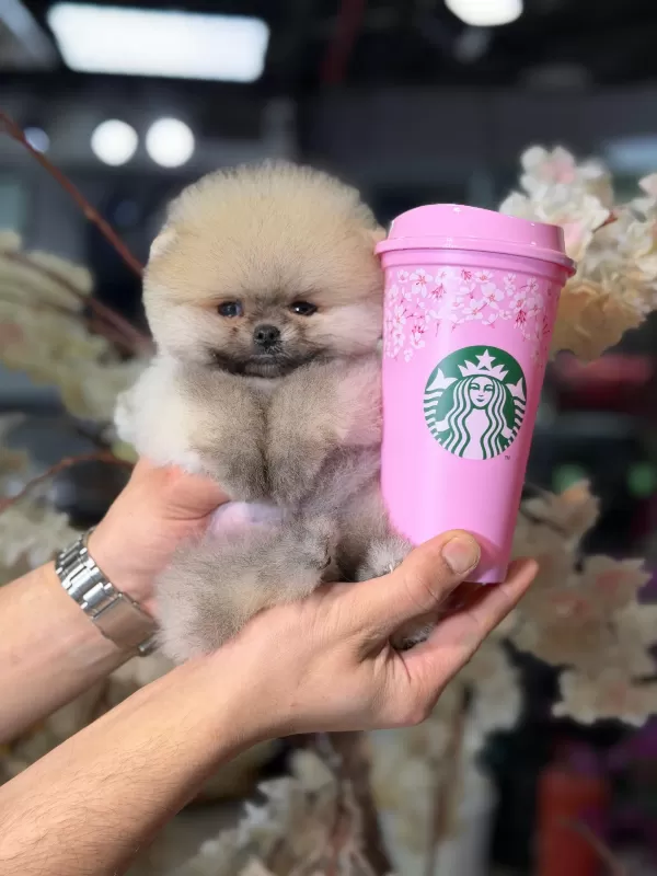 Özel Renk Mini Pomeranian Yavruları