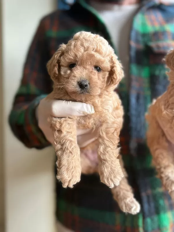 Sağlık Garantili Maltipoo Yavrularımız