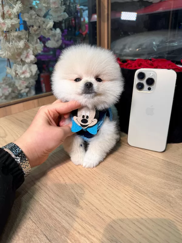 Minik Pomeranian Boo Yavrular